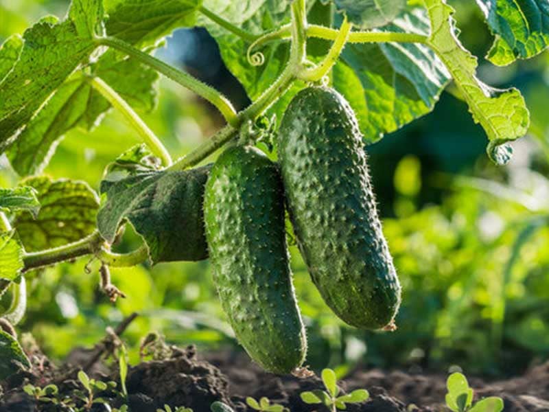 img-800x600-cucumber-2